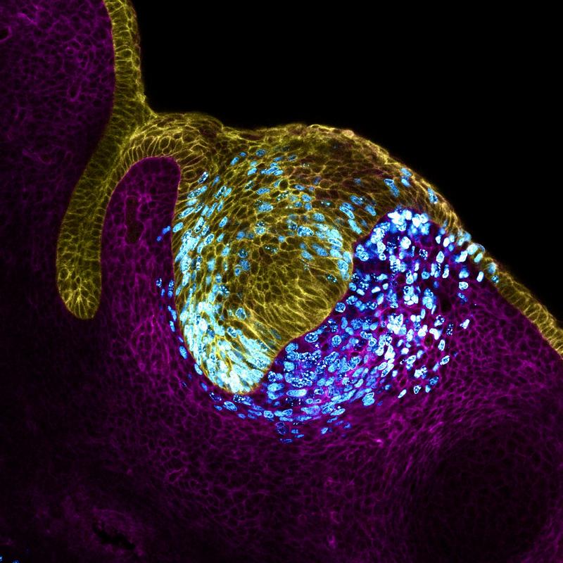 Tooth epithelium (yellow) and mesenchyme (magenta). Proliferating cells (cyan) expand the tissue, generating a mechanical pressure at the tissue center that drives the formation of the main tooth signaling center or organizer, the enamel knot.