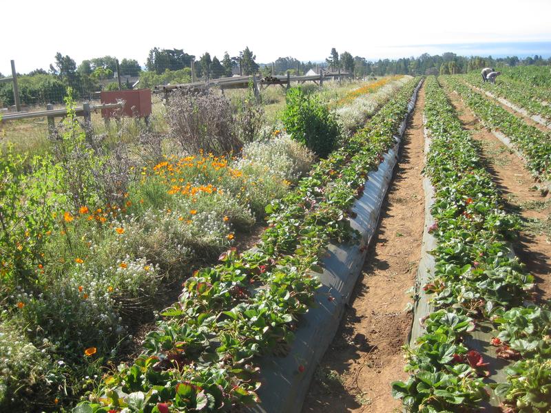 Eine diversifizierte Landwirtschaft nützt sowohl Mensch und Umwelt - und zahlt sich aus. Hier beim biologischen Anbau von Erdbeeren in Kalifornien mit Blühstreifen aus Wildblumen.