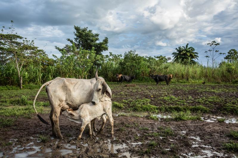 Ein Beispiel aus Meta in Kolumbien zeigt, dass sich eine diversifizierte Landwirtschaft auszahlt: Nachhaltige Rinderhaltung steigert die Milchproduktion. 