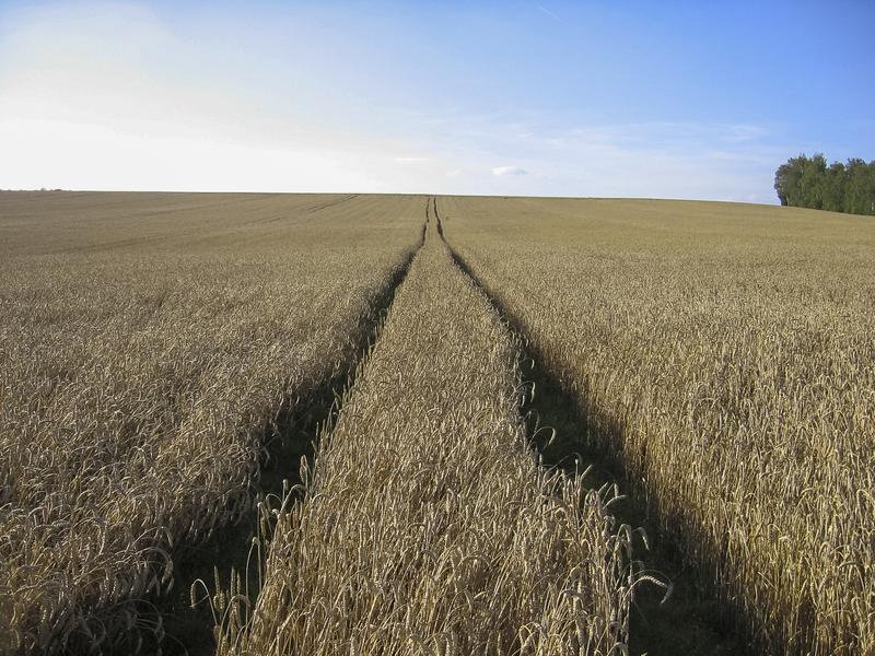 Vergleich zweier Weizen-Anbausysteme in Deutschland - rechts mit Pflugbearbeitung, links mit konservierender Bodenbearbeitung.