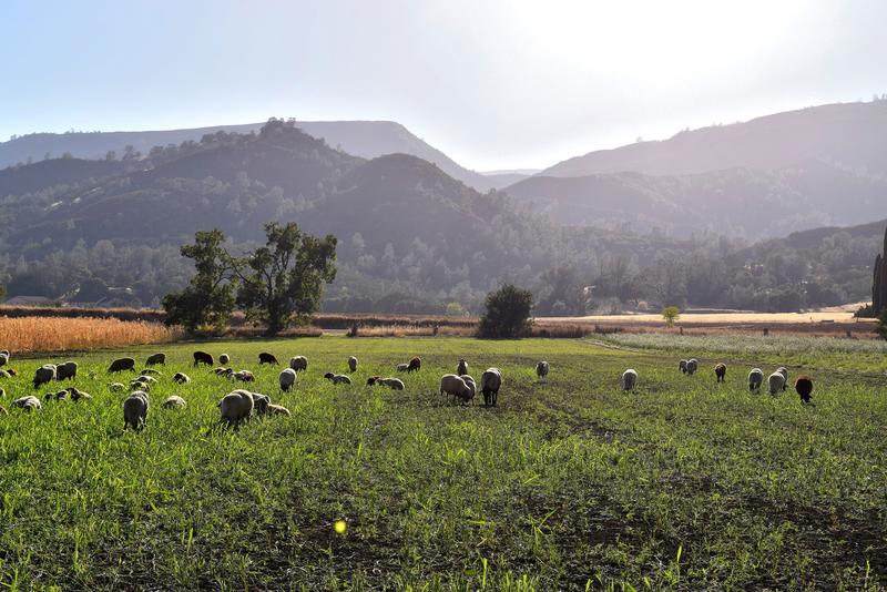 A flock of sheep grazing on a pasture on a farm in California, USA. The field will eventually be planted back into produce after the sheep have helped to refertilize the soil.