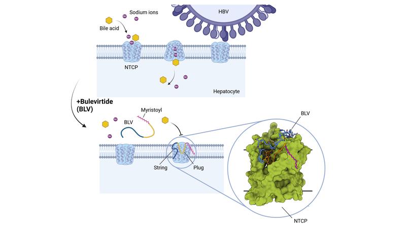 Schematic representation of the molecular blockade of the receptor molecule NTCP by bulevirtide (BLV). The illustration was created with BioRender.com.