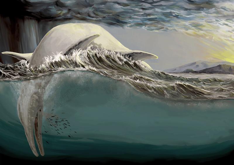 A reconstruction of a gigantic ichthyosaur floating dead on the surface of the ocean. Remains of ichthyosaurs have been found in ocean sediment in various places around Europe. 