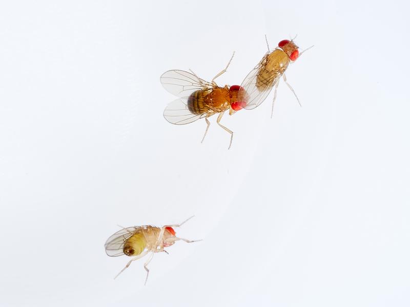 D. mauritiana male courting D. simulans female