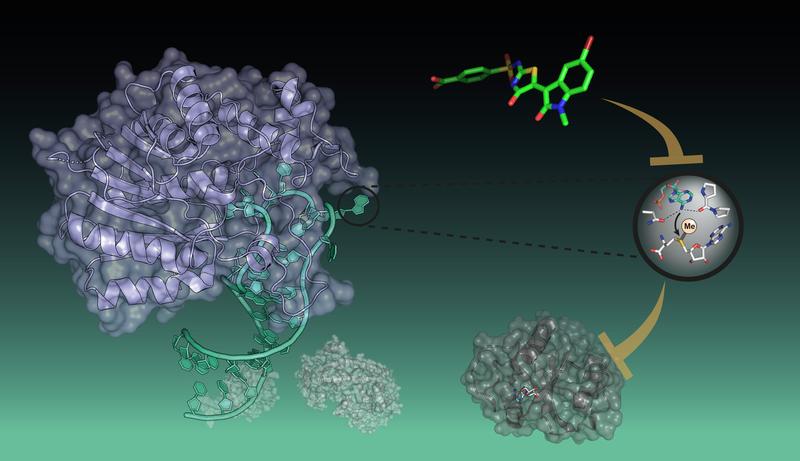 Newly developed inhibitor (green) prevents METTL16 (purple) from interaction with target RNA (turquois) and thus inhibits the transfer of the methyl group (Me).