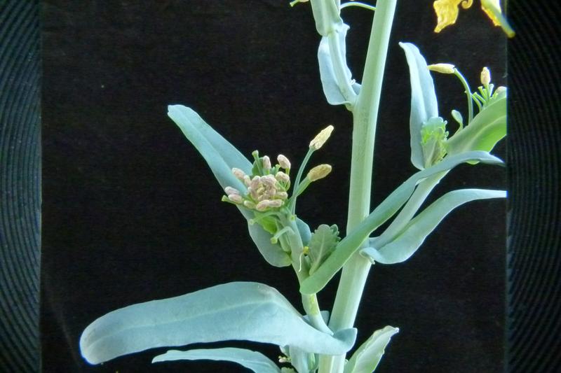 Bormangel hat verheerende Auswirkungen auf Raps