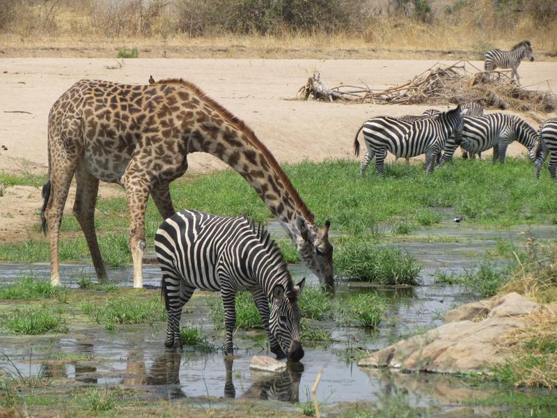 Zebras and giraffes in the Ruaha National Park in Tanzania