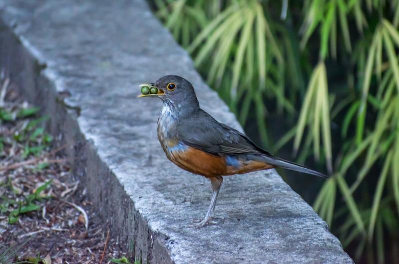 Die frugivore Rotbauchdrossel (Turdus rufiventris) ist ebenfalls ein aktiver Samenverbreiter.