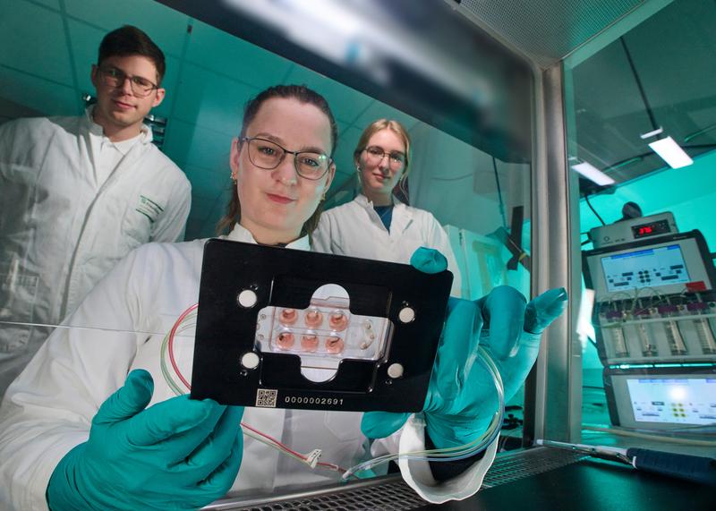 Researchers from Fraunhofer ITEM, Fraunhofer IWS, and the University of Regensburg are jointly investigating the growth of tumor cells in microphysiological systems.