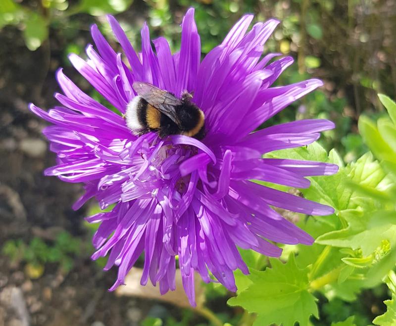 Während ihrer Sammelflüge können Hummeln verschiedene Pflanzenschutzmittel mit dem Nektar und den Pollen aufnehmen. Welche Auswirkungen das auf das Lernverhalten und die Flugaktivität hat, haben Wissenschaftlerinnen der Uni Würzburg erforscht. 