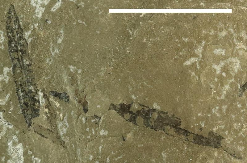 Fossile Blätter der Furcula granulifer aus der späten Trias, Grönland, scale bar = 5cm.