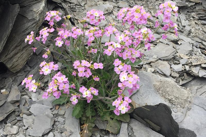 Die Sand-​Schaumkresse (Arabidopsis arenosa) dient als Modellpflanze, um das Mysterium der Sterilität von neugebildeten Polyploiden zu lüften.