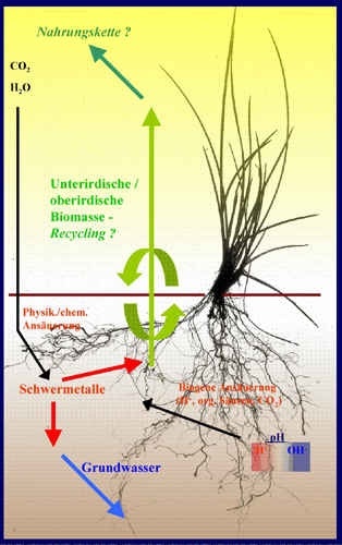 Diese Prozesse können zur Ansäuerung der alkalischen Bodenlösung von mit Vegetation bedeckter MVA-Schlacke auf einer Deponie und damit zu einer Mobilisierung von Schwermetallen führen. Gezeigt ist eine Pflanze namens Rotschwingel.
