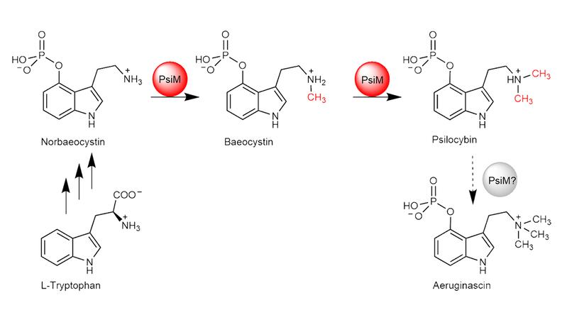 Die Biosynthese von Psilocybin beginnt mit L-Tryptophan und entsteht durch zwei Methylierungsschritte, die durch PsiM katalysiert werden. 