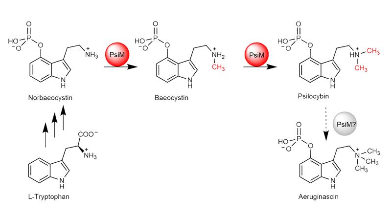 The biosynthesis of psilocybin begins with L-tryptophan and involves two methylation steps catalyzed by PsiM.