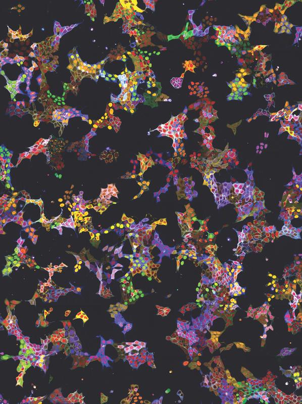 Fluoreszenzmikroskopiebild 2 von vpCell-Pools