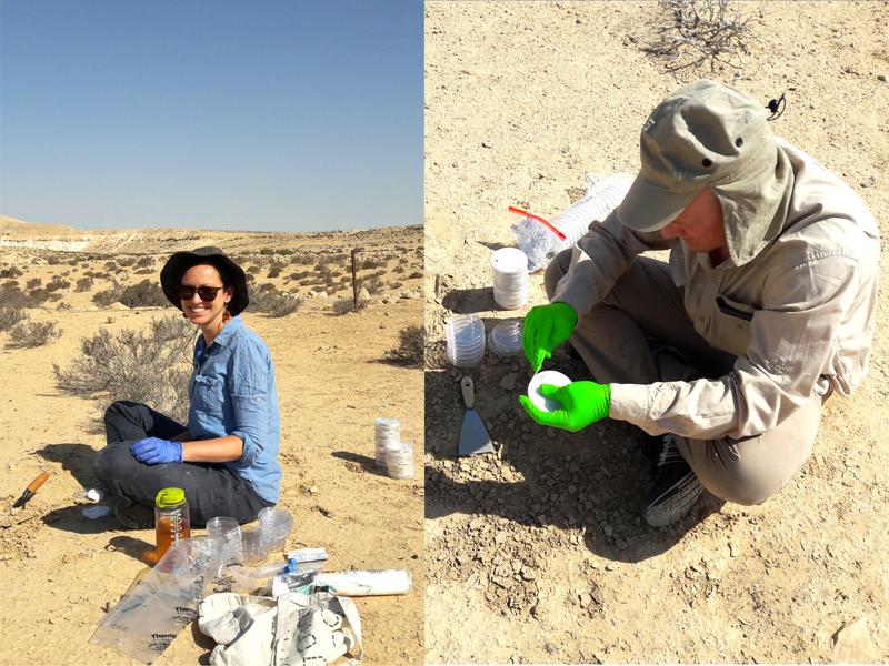 Die Erstautor*innen Stefanie Imminger und Dimitri Meier bei der Probennahme von Biokrusten in der Negev-Wüste, Israel.