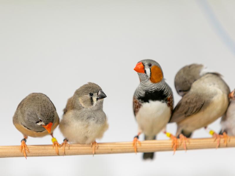 Durch das Gebrabbel der Zebrafinken entstehen im Gehirn Verknüpfungen, die es ihnen ermöglichen sich den Gesang ihres Vorbilds zu merken. Ein Zebrafinken-Küken (2. von links) zwischen einem Weibchen (links) und einem Männchen (rechts).