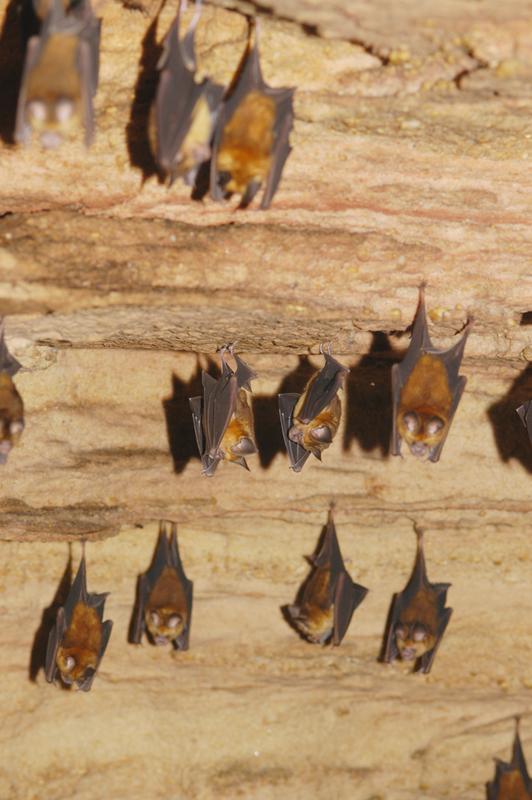 Bats of the species Hipposideros caffer in a cave in Ghana  