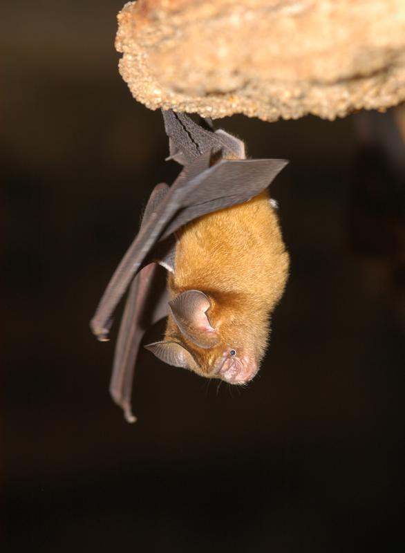 Image of a single bat of the species Hipposideros caffer in Ghana 