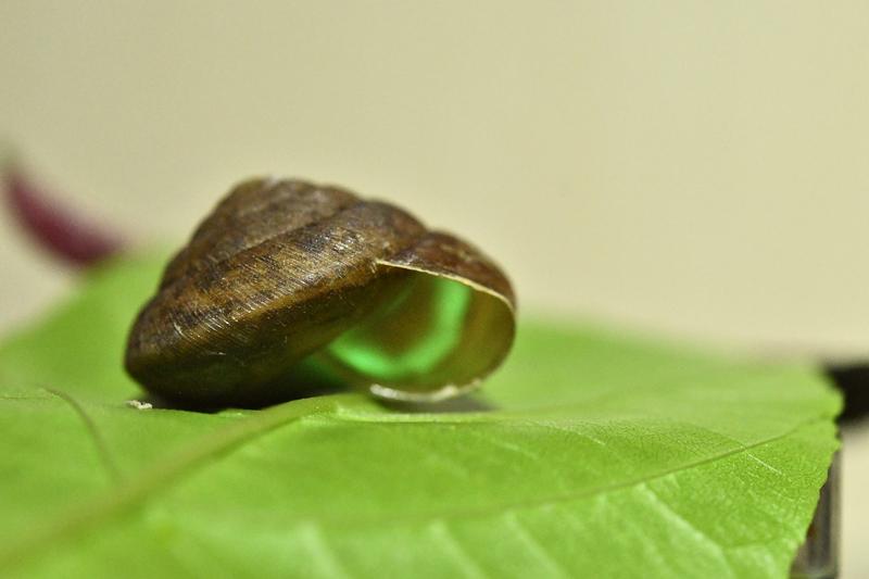 Die leuchtende Landschnecke Phuphania crossei, die in Thailand beheimatet ist, wurde zum „Internationalen Weichtier des Jahres 2024“ gewählt.