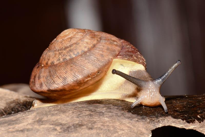 Sie wirkt zunächst wenig spektakulär, doch Phuphania crossei ist eine von nur wenigen Landschnecken-Arten, die leuchten kann.