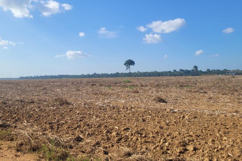 Für Sojaproduktion entwaldetes Land im brasilianischen Amazonasgebiet 