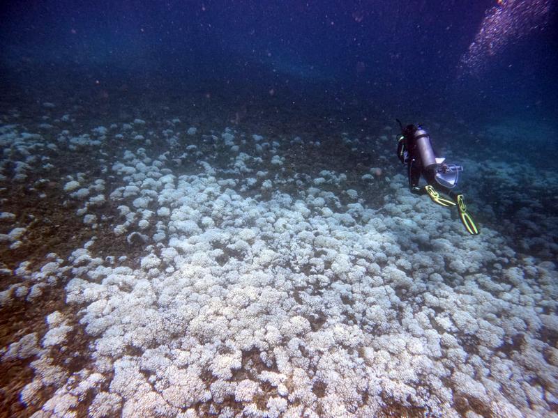 Vollständig gebleichtes Riff vor Isla Iguana in Panama