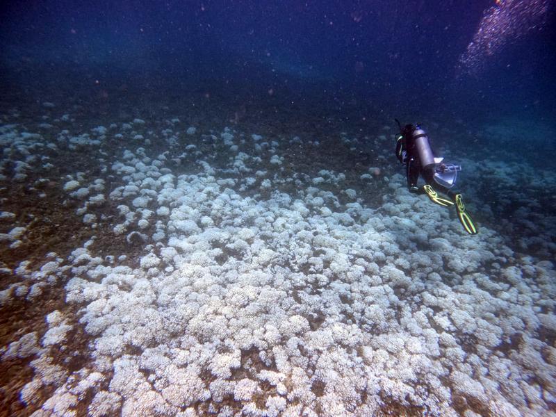 Fully bleached reef off Isla Iguana in Panama