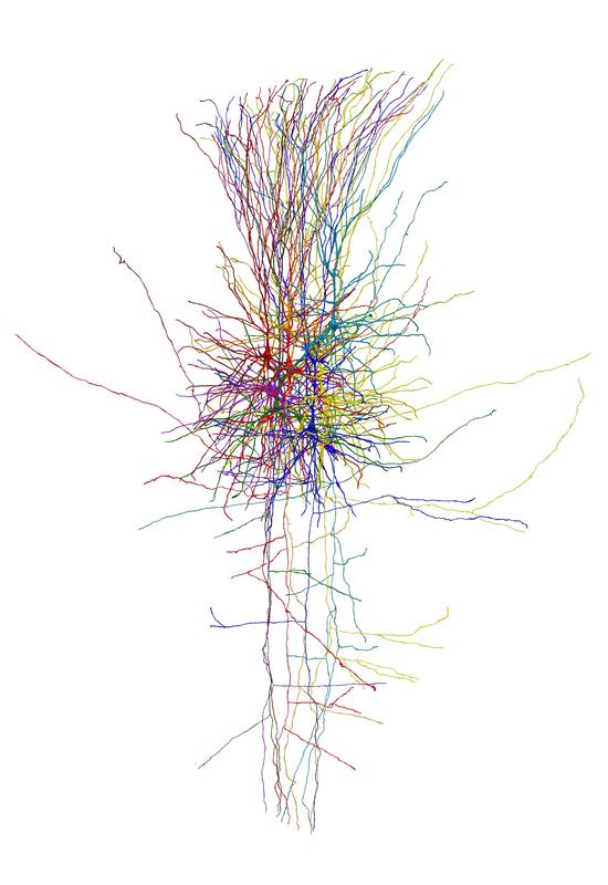 Rekonstruktion eines Nervenzellnetzwerks in der menschlichen Hirnrinde