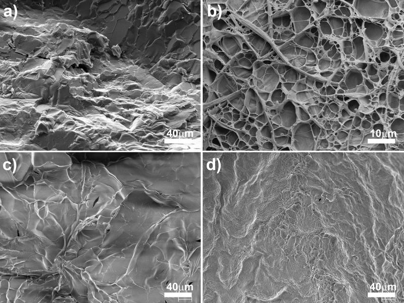 Abb. b: Kollagenmatrix nach Behandlung mit UVA-Licht und Riboflavin. Struktur mit Hohlräumen und Poren von 1 - 20 µm unterstützt zelluläre Prozesse. Reaktion auf Gefriertrocknung (Abb. d) deutet auf hohe Widerstandsfähigkeit bei mechanischer Belastung hin