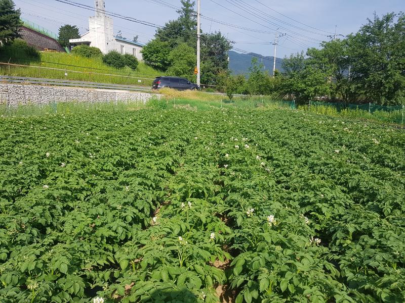 In South Korea, research by ZALF and BTU Cottbus shows how adapting planting times and using the CO2 fertilization effect can increase yields of spring potatoes by up to 60 percent.