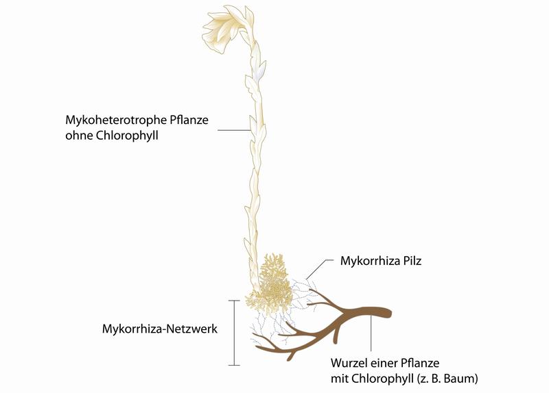 Mykorrhiza-Netzwerk am Beispiel von Monotropa uniflora, hier verbunden mit Baumwurzen übergemeinsame Pilze. Originalabbildung aus der Publikation verändert und ergänzt.