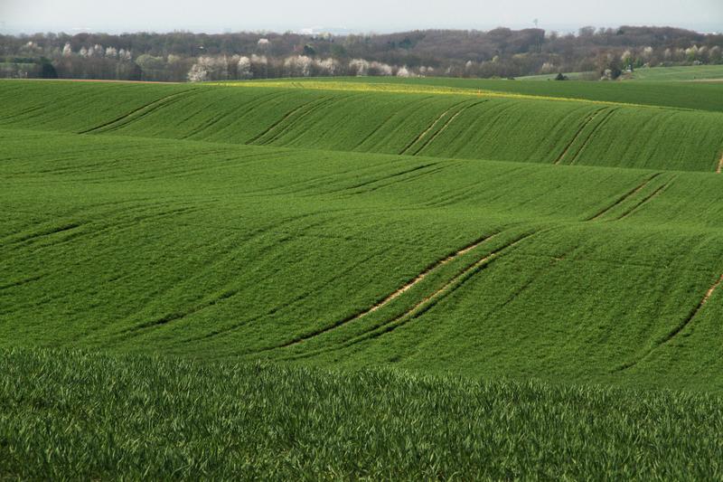Landnutzungswandel gilt als der wichtigste Grund für den Rückgang biologischer Vielfalt im 20. Jahrhundert. Das Foto zeigt ein intensiv bewirtschaftetes Getreidefeld in Deutschland