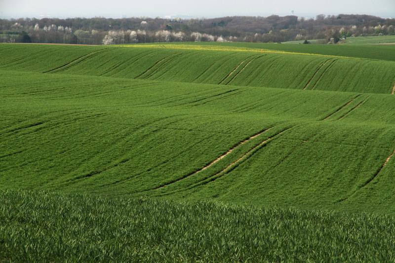 Landnutzungswandel gilt als der wichtigste Grund für den Rückgang biologischer Vielfalt im 20. Jahrhundert. Das Foto zeigt ein intensiv bewirtschaftetes Getreidefeld in Deutschland