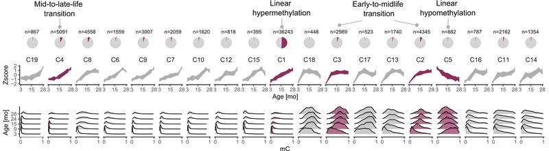 Pie charts with the cytosine proportion in the particular cluster to all aDMR cytosines; DNA methylation trajectories during aging as Z-scores and methylation distribution per age group