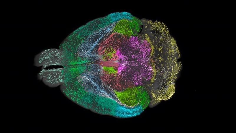 Comprehensive view of a whole mouse brain, showcasing cells detected by DELiVR. Each color represents a different brain region, illustrating the spatial distribution of neuronal activity.