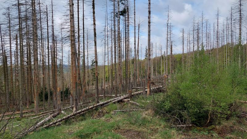 Der Wald in Südwestfalen – wie hier am Möhnesee – ist massiv geschädigt. Jetzt wird an einer innovativen Wiederbewaldungsstrategie für den Wald der Zukunft gearbeitet