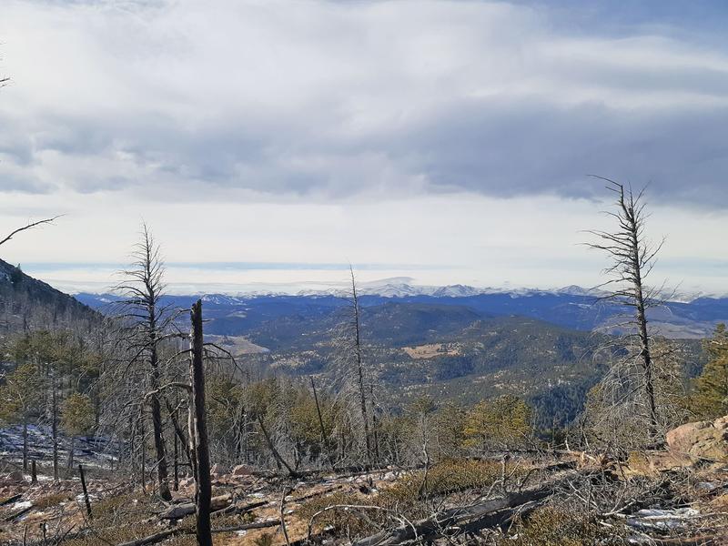 Abgebrannte Bäume nach einem Waldbrand in Colorado, USA.