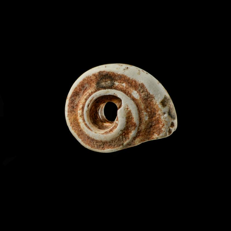 One of the Gyraulus snails from the Bad Dürrenberg burial.