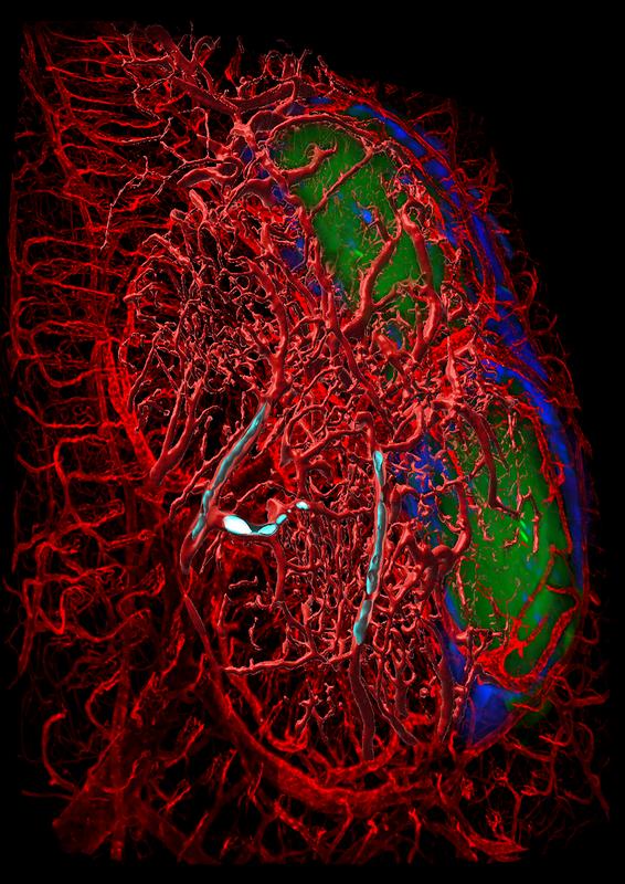 Intestinal tissue of a mouse