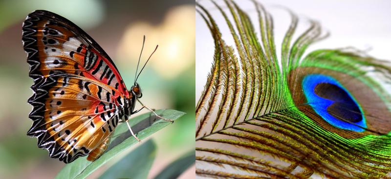The regular arrangement of nanoscopic structures can create physical patterns, such as structural coloration found in butterflies and bird’s feathers. The new theory by MPI-DS scientists can help to understand such structures and create new patterns.