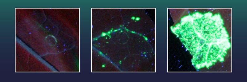 Jeder grün fluoreszierende Punkt steht für eine Blattzelle, in der erfolgreich ein großer Genabschnitt ins Erbgut der Pflanze eingefügt wurde. Bild links: mit inaktiver Genschere Cas9, mit aktiver Cas9 (Mitte) und mit Cas9+einer Exonuklease (rechts). 