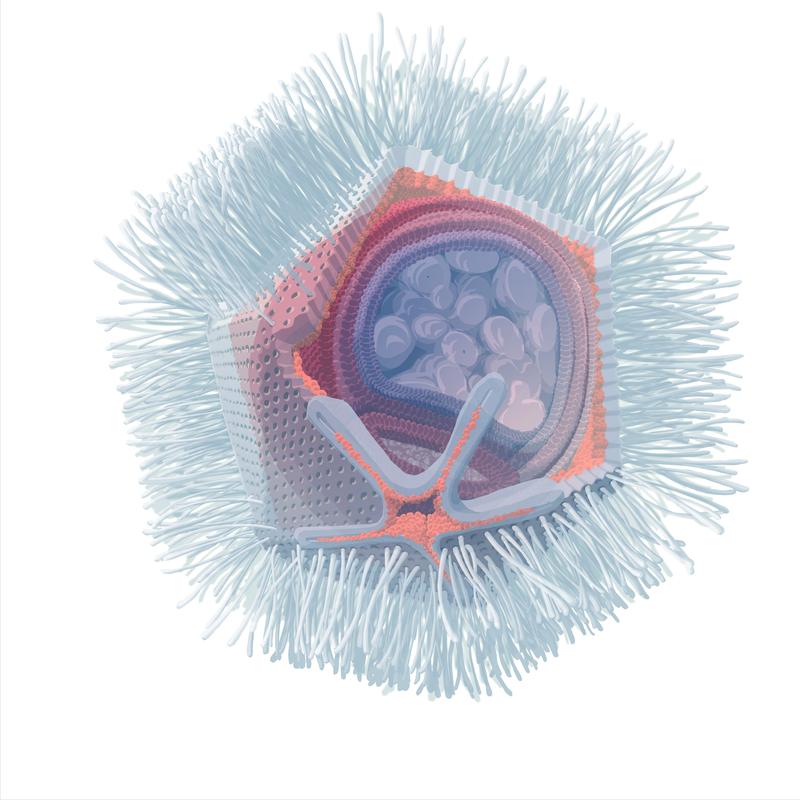 Illustration des Naegleriavirus basierend auf elektronenmikroskopischen Aufnahmen. Ein Schnitt durch ein Viruspartikel mit dem sternförmigen Stargate ist dargestellt. 