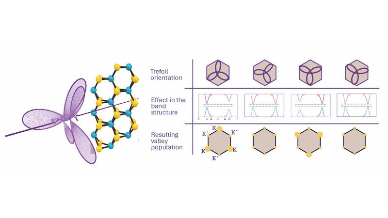 Schematic of the valley polarization effect, where the incident trefoil field (in purple) causes valley polarization in the bulk material MoS2. This effect can be controlled by rotating the field with respect to the material. 