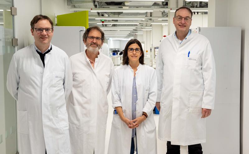 Bonn researchers provide insight into the choreography of immune cells during the fight against viruses: (from left) Prof. Niels Lemmermann; Prof. Natalio Garbi, Dr. Maria Belen Rodrigo and Prof. Christian Kurts