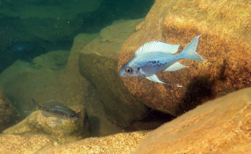 The species Ophthalmotilapia ventralis is a particularly reserved cichlid and does not like to explore. 