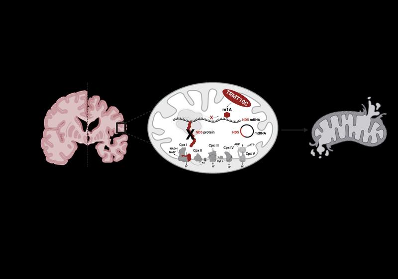 Elevated TRMT10C protein levels in Alzheimer’s disease result in methylation of mitochondrial mRNA and subsequently in the suppression of the synthesis of a subunit protein of complex I of the respiratory chain; the outcome is mitochondrial dysfunction.