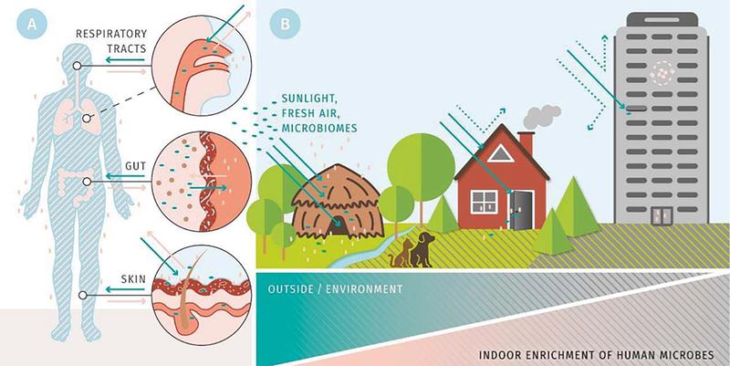 Eigenschaften moderner Gebäude scheinen Nachteile für die Gesundheit zu verursachen, da sie den Kontakt mit der Vielzahl von Mikroben der natürlichen Umwelt unterbinden.