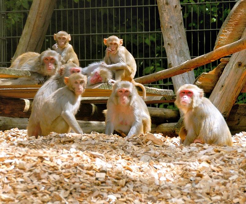 Rhesus monkeys (Macaca mulatta) in the animal husbandry at the German Primate Center.